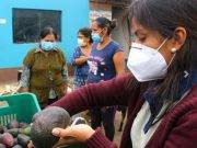 Reparten más de 2 toneladas de palta a familias vulnerables en las provincias de Huaura y Huaral