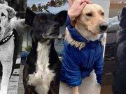 Amor incondicional: las emotivas historias de perros que esperaron a sus dueños hasta la muerte