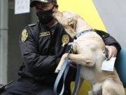 Hace días un perrito espera a su dueño internado por coronavirus en el hospital Almenara