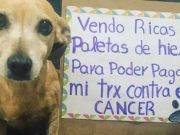 La triste historia de una perrita que vende helados para pagar su tratamiento de cáncer