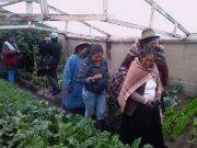 Foncodes amplía inversión para incorporar a nuevas familias en proyectos productivos de Puno Foncodes amplía inversión para incorporar a nuevas familias en proyectos productivos de Puno