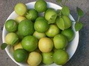 Conoce las propiedades y beneficios del limón
