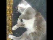 Sujeto golpeó salvajemente a un gatito en plena vía pública