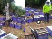 ¡GRAVE!: Apicultores denuncian matanza de miles de abejas por exceso de insecticidas en Huacho