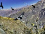 Cañón del Colca postula como atracción turística natural de Sudamércia