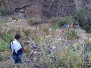 Policía de Huaral encuentra importante plantación de Marihuana