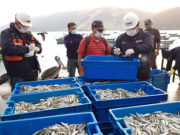 Veda de la anchoveta por 10 días entre Chancay y Cañete, que inició el 26 de noviembre