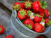 Fresas propiedades beneficios nutricionales de las hojas y raíces
