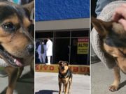 La triste historia de Covito: El perrito que esperaba en un hospital a su dueño fallecido de COVID-19