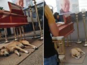 Perrita de Guillermo Campos acompañó a su difunto dueño durante todo el velorio