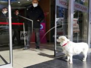 Perro esperó casi una semana afuera de un hospital a que su dueño se recuperara
