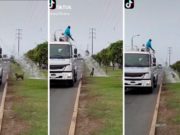 Viral: Perro se divierte mojándose con agua de camión cisterna que regaba los jardines.