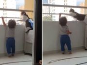 Gato cuida que hijo de su dueña juegue cerca del balcón