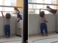 Gato cuida que hijo de su dueña juegue cerca del balcón