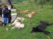 PUNO: Matan a su mascota en envenenamiento masivo