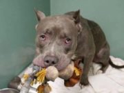 INTERNACIONAL: Perrita Pitbull se aferra a su peluche antes de conocer que sería sacrificada