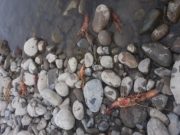 Ciudadano denuncia contaminación del rio Chancay al encontrar camarones muertos