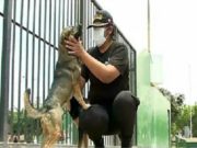 Santa Anita: Perros callejeros apoyaron a serenos a capturar a delincuente