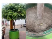 Denuncian que transeúntes habrían arrojado mezcla de cemento en uno de los maceteros