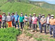 Brindan asistencia técnica a productores de palta “Hass” para mejorar sus cultivos