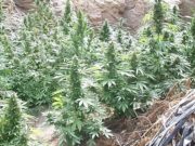 Decomisan más de 16 mil plantones de marihuana en la zona de Lumbra con Ihuari