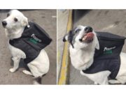 Conoce a Any, la perrita que reparte comida para ayudar a recaudar fondos para su refugio