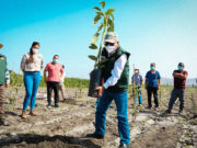 Agricultores de Pativilca se benefician con 5 mil plantones de palta Hass por parte del GOREL