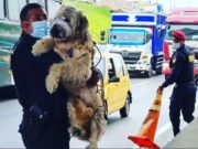Policías salvan de morir a perrito aparentemente atropellado en los Olivos