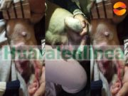 Joven Huaralina denunció que su mascota fue salvajemente atacada por dos perros pitbulls