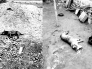 Sujetos inhumanos envenenaron a perritos para poder robar en Esquivel
