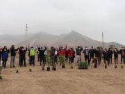 Aucallama verde : Plantan árboles en la zona conocida como «El Triángulo» en la variante de Pasamayo
