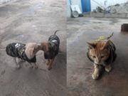 Serenos de Aucallama adoptan a gatito y perritos y los convierten en sus mascotas