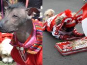 Participa en el concurso virtual de mascotas en Aucallama por Fiestas Patrias