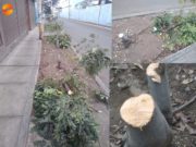 Vecinos denunciaron que personas cortaron árboles sin permiso de la calle Julio C. Tello