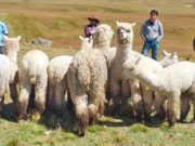 GORE realizó la entrega de camélidos a la comunidad de Antay en la Provincia de Cajatambo