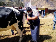 Preparan a comuneros agropecuarios en el manejo del ganado bovino en Canta