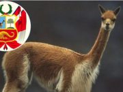¿Sabes por qué la vicuña simboliza la riqueza animal en el Escudo Patrio?
