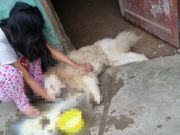 Denuncian que personas inescrupulosas vienen envenenando a perritos en Huaral