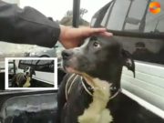 Huacho: Policía salvó a perrito que se estaba ahogando en un canal de regadío