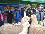 GOREL realiza hoy el I Festival Regional por “Día Nacional de la Alpaca”
