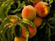 Realizarán taller de capacitación sobre el cultivo de melocotón en Palpa-Aucallama