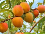 Agricultores Huaralinos recibieron capacitación sobre el cultivo y fertilización de frutales