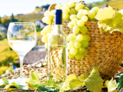 Gobierno regional hace invitación a productores de PISCO de las 9 provincias de la región
