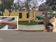 Huaralino denunció que fue mordido por un perro pitbull en el parque San Antonio