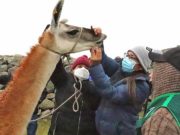 Pasantía sobre crianza de camélidos para ganaderos de Canta y Huarochirí en Cerro de Pasco