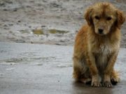 Construirán «Veterinaria Municipal» para proteger a los animales que están en la calle en Barranca