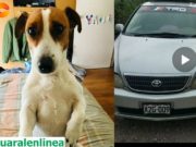 Denuncian que conductor se dio a la fuga, tras atropellar y matar a mascota, familia pide justicia