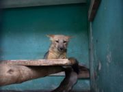 Presentan recurso para poder sacar a zorrito «Run Run» del parque de las leyendas