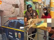 Huaura: Salvan la vida a mascota que quedó atrapada sobre reja con púas
