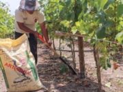 Midagri: Gobierno evalúa nuevo subsidio a agricultores por alza de precio de fertilizantes
